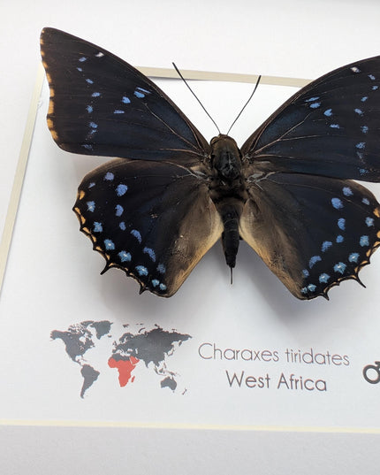 Framed blue emperor butterfly: charaxes tiridates from cameroon (8" x 8")