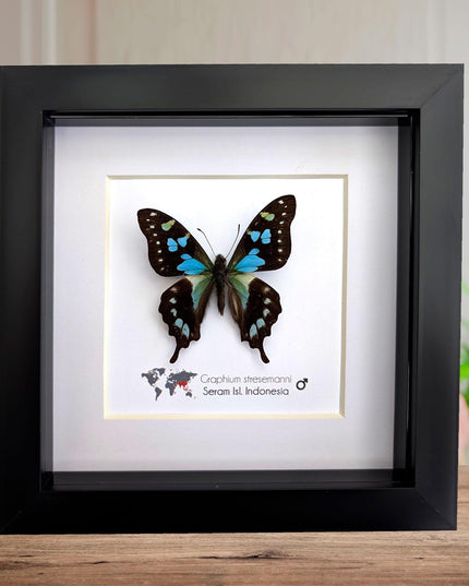 Framed stresemann's swordtail butterfly: indonesian blue black art (6" x 6")