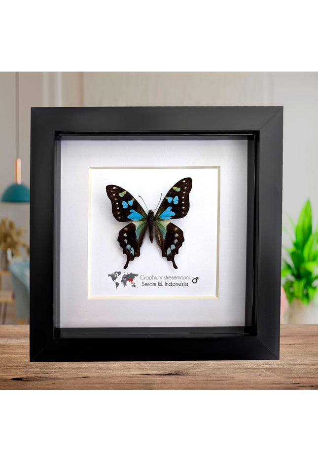 Framed stresemann's swordtail butterfly: indonesian blue black art (6" x 6")
