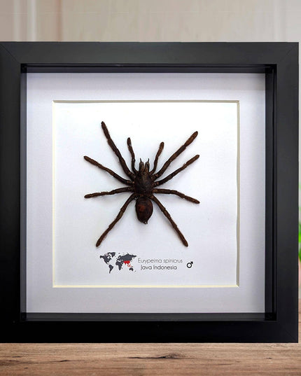 Tarantula eurypeima spinicrus from indonesia big size, frame 8" x 8"