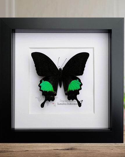 Framed Jungle Jade Swallowtail Butterfly, Taxidermy Wall Decor