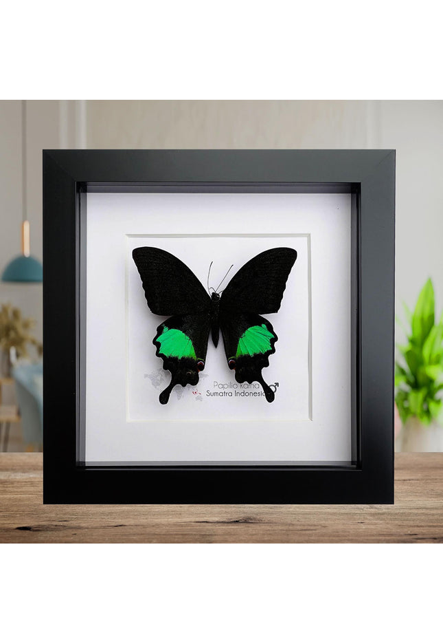Framed Jungle Jade Swallowtail Butterfly, Taxidermy Wall Decor