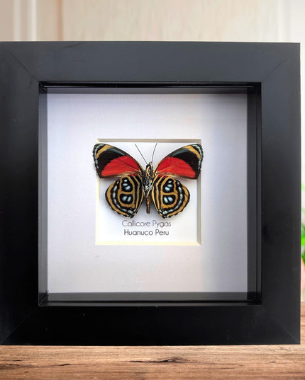 Framed callicore pygas butterfly: godart's numberwing, 4" x 4"