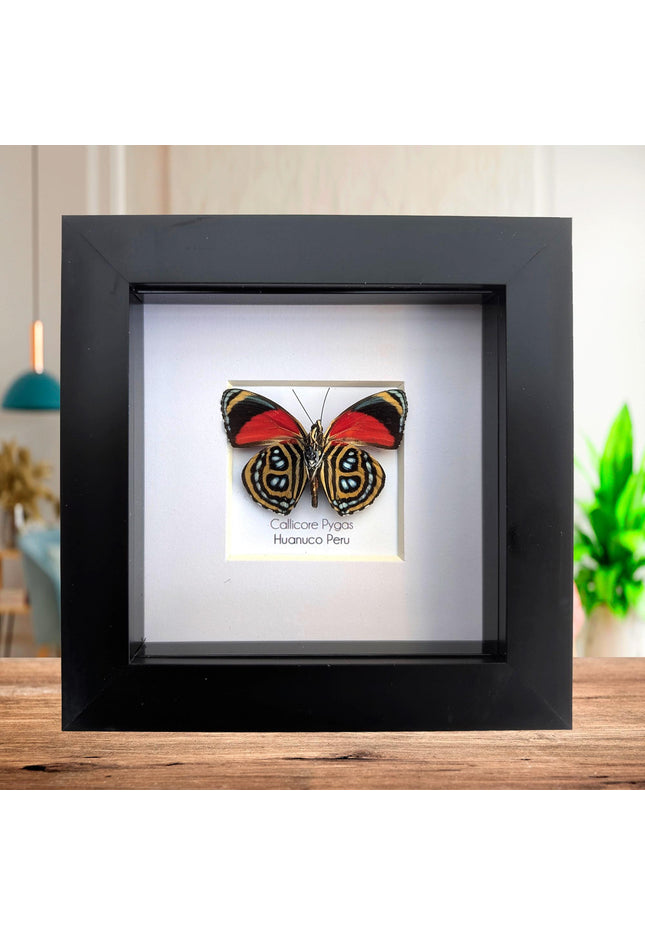 Framed callicore pygas butterfly: godart's numberwing, 4" x 4"