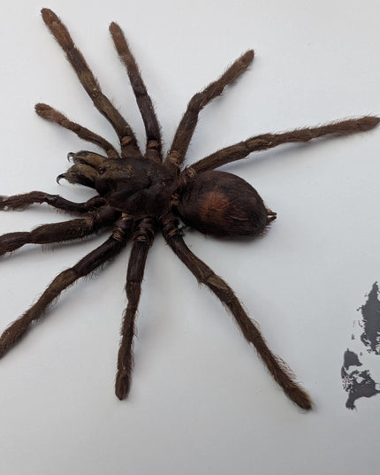 Tarantula eurypeima spinicrus from indonesia big size, frame 8" x 8"