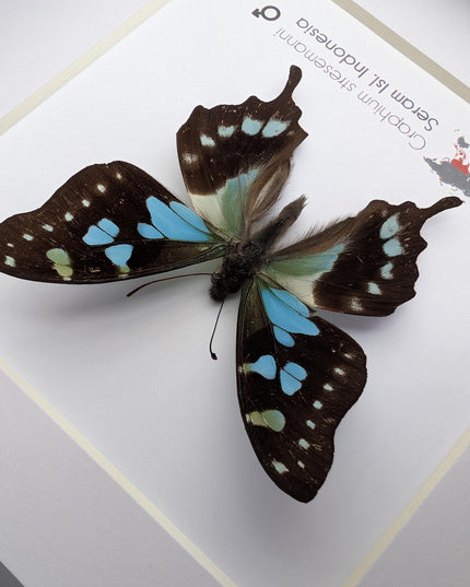 Framed stresemann's swordtail butterfly: indonesian blue black art (6" x 6")