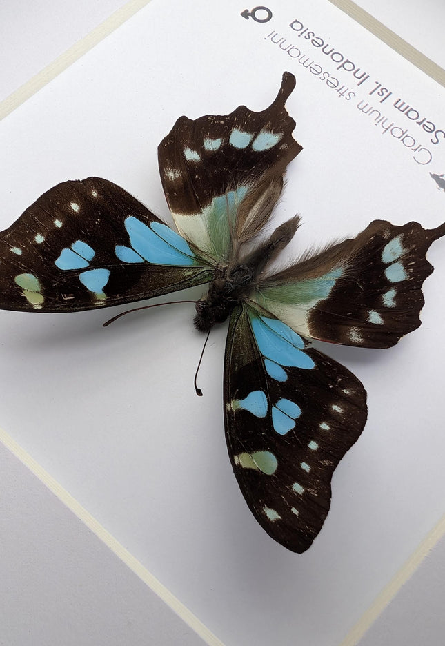 Framed stresemann's swordtail butterfly: indonesian blue black art (6" x 6")