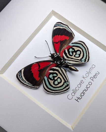 Callicore kolyma, from peru, front side, frame 4" x 4"