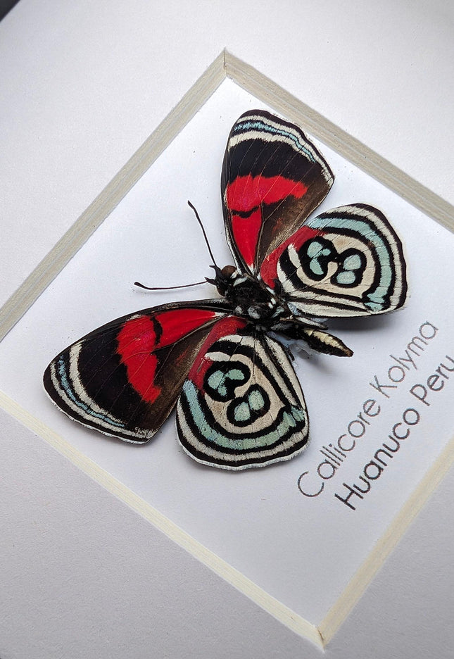 Callicore kolyma, from peru, front side, frame 4" x 4"