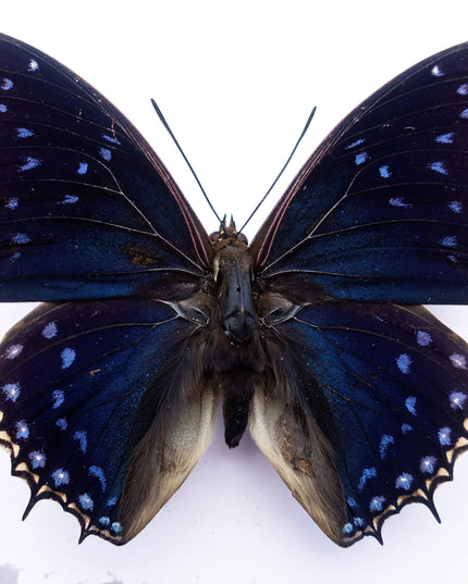 Framed blue emperor butterfly: charaxes tiridates from cameroon (8" x 8")