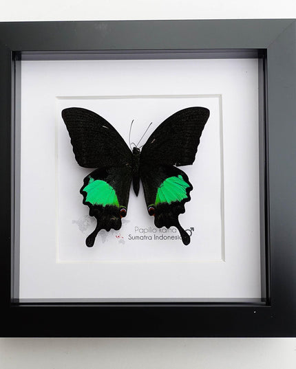 Framed Jungle Jade Swallowtail Butterfly, Taxidermy Wall Decor