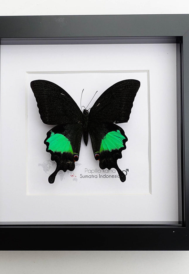 Framed Jungle Jade Swallowtail Butterfly, Taxidermy Wall Decor