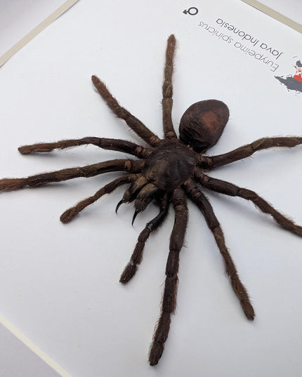 Tarantula eurypeima spinicrus from indonesia big size, frame 8" x 8"