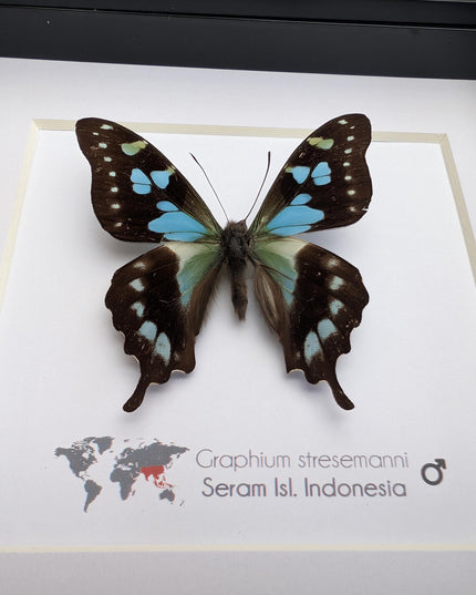 Framed stresemann's swordtail butterfly: indonesian blue black art (6" x 6")