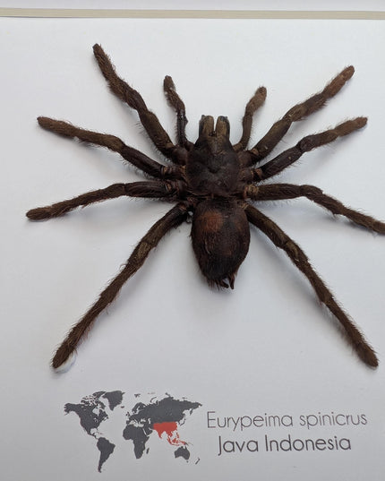 Tarantula eurypeima spinicrus from indonesia big size, frame 8" x 8"
