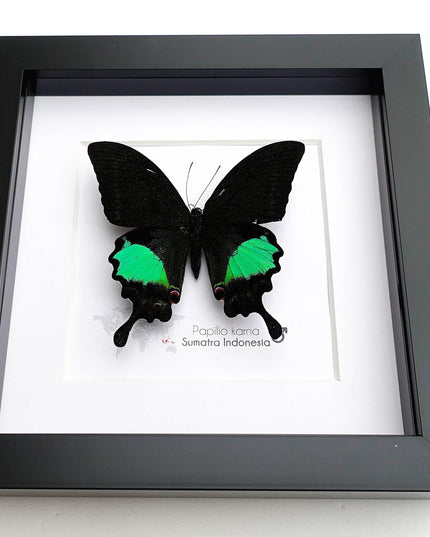 Framed Jungle Jade Swallowtail Butterfly, Taxidermy Wall Decor