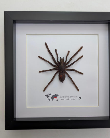 Tarantula eurypeima spinicrus from indonesia big size, frame 8" x 8"