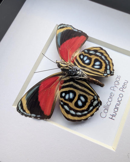 Framed callicore pygas butterfly: godart's numberwing, 4" x 4"