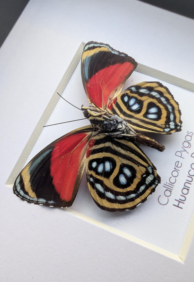 Framed callicore pygas butterfly: godart's numberwing, 4" x 4"
