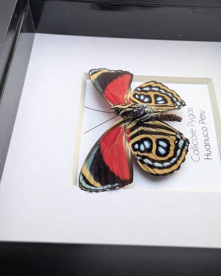 Framed callicore pygas butterfly: godart's numberwing, 4" x 4"
