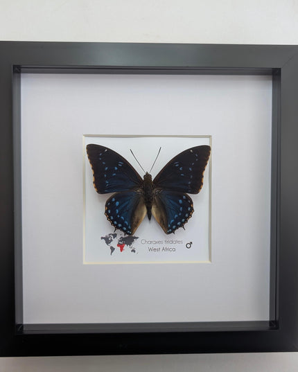 Framed blue emperor butterfly: charaxes tiridates from cameroon (8" x 8")