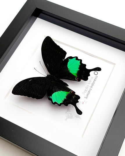 Framed Jungle Jade Swallowtail Butterfly, Taxidermy Wall Decor