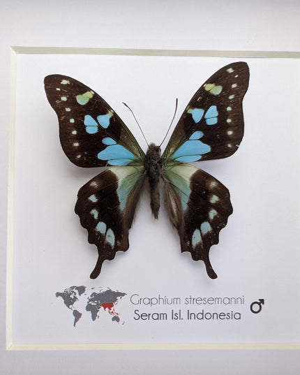 Framed stresemann's swordtail butterfly: indonesian blue black art (6" x 6")