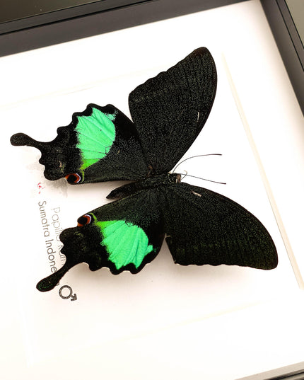 Framed Jungle Jade Swallowtail Butterfly, Taxidermy Wall Decor