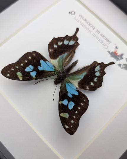 Framed stresemann's swordtail butterfly: indonesian blue black art (6" x 6")