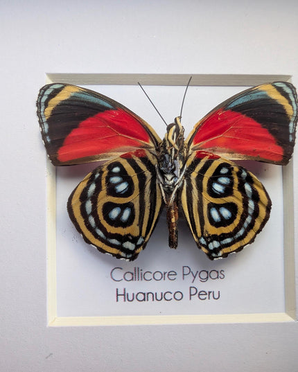 Framed callicore pygas butterfly: godart's numberwing, 4" x 4"