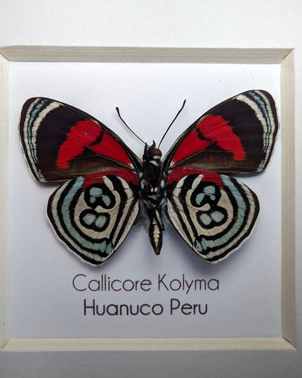 Callicore kolyma, from peru, front side, frame 4" x 4"