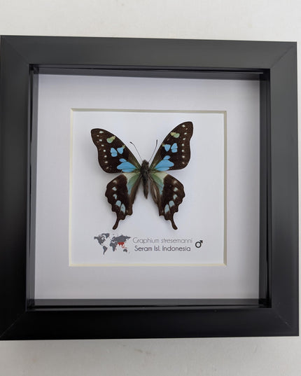 Framed stresemann's swordtail butterfly: indonesian blue black art (6" x 6")