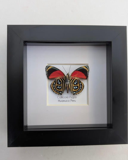Framed callicore pygas butterfly: godart's numberwing, 4" x 4"
