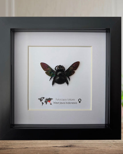Framed giant purple carpenter bee taxidermy: ethically sourced entomology wall art