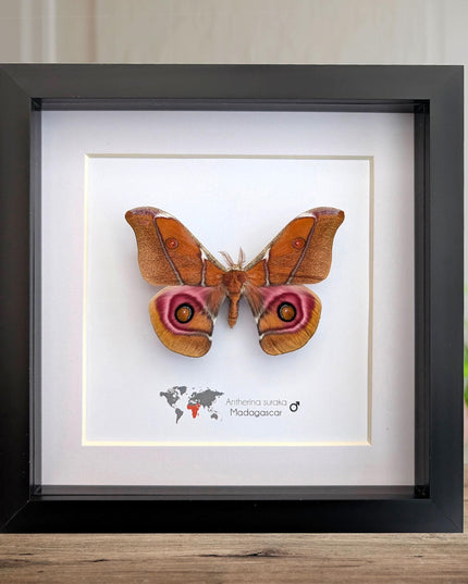 Framed Madagascar Bullseye Moth, Taxidermy Wall Decor (8x8)