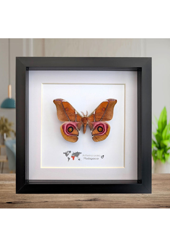 Framed Madagascar Bullseye Moth, Taxidermy Wall Decor (8x8)