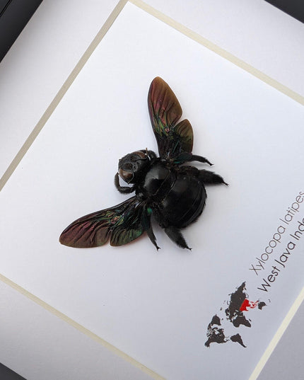 Framed giant purple carpenter bee taxidermy: ethically sourced entomology wall art