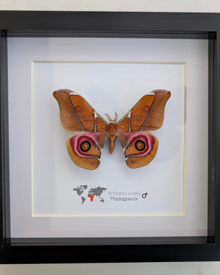 Framed Madagascar Bullseye Moth, Taxidermy Wall Decor (8x8)