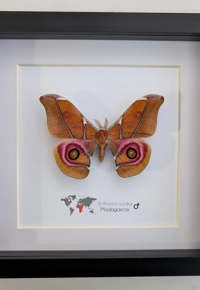Framed Madagascar Bullseye Moth, Taxidermy Wall Decor (8x8)