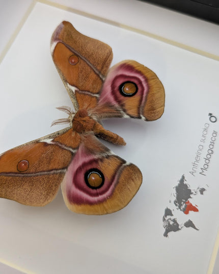 Framed Madagascar Bullseye Moth, Taxidermy Wall Decor (8x8)