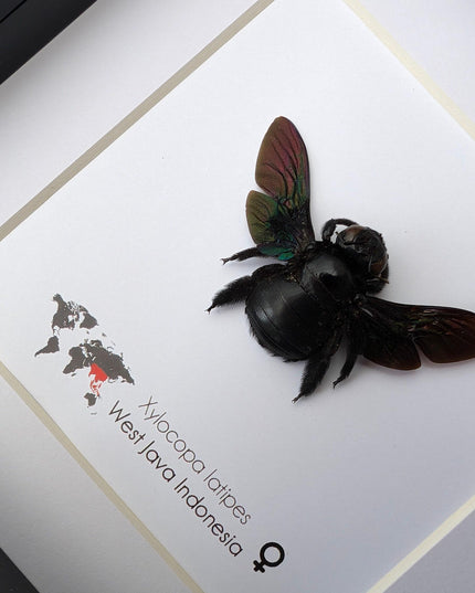 Framed giant purple carpenter bee taxidermy: ethically sourced entomology wall art