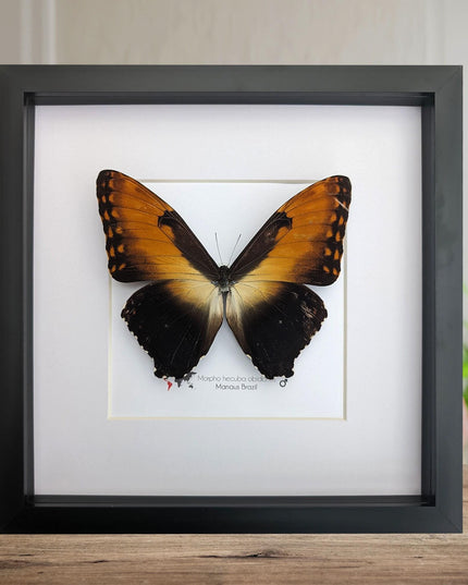 Framed Sunset Morpho Butterfly, Giant Copper Morpho, Brazil (10x10)