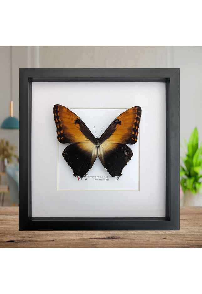 Framed Sunset Morpho Butterfly, Giant Copper Morpho, Brazil (10x10)