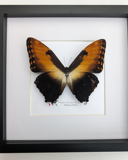 Framed Sunset Morpho Butterfly, Giant Copper Morpho, Brazil (10x10)