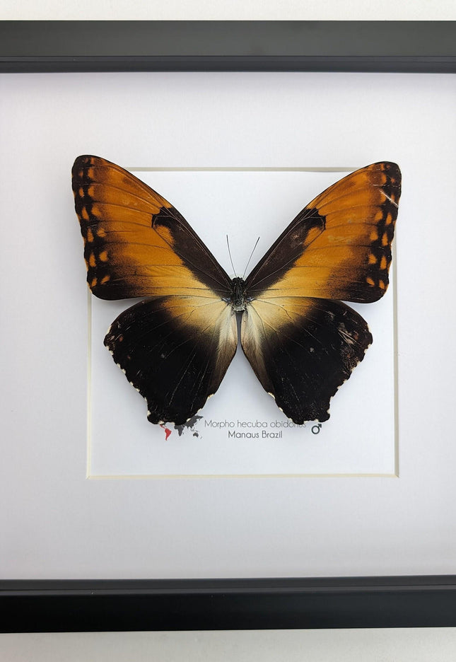 Framed Sunset Morpho Butterfly, Giant Copper Morpho, Brazil (10x10)