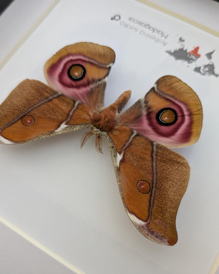 Framed Madagascar Bullseye Moth, Taxidermy Wall Decor (8x8)