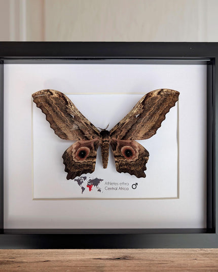 Framed athletes ethra moth, african saturniidae, entomology wall art (10x8)