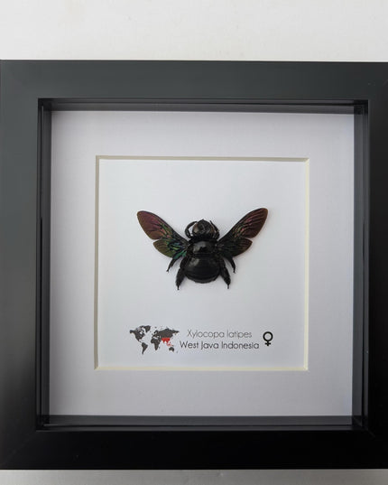 Framed giant purple carpenter bee taxidermy: ethically sourced entomology wall art