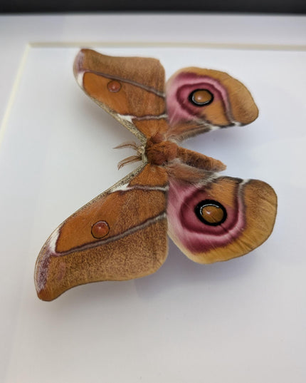 Framed Madagascar Bullseye Moth, Taxidermy Wall Decor (8x8)