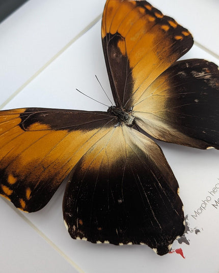Framed Sunset Morpho Butterfly, Giant Copper Morpho, Brazil (10x10)